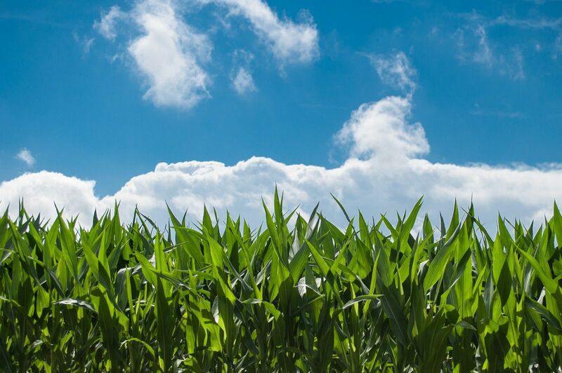 Corn, blue sky - by Skitterphoto via Pixabay